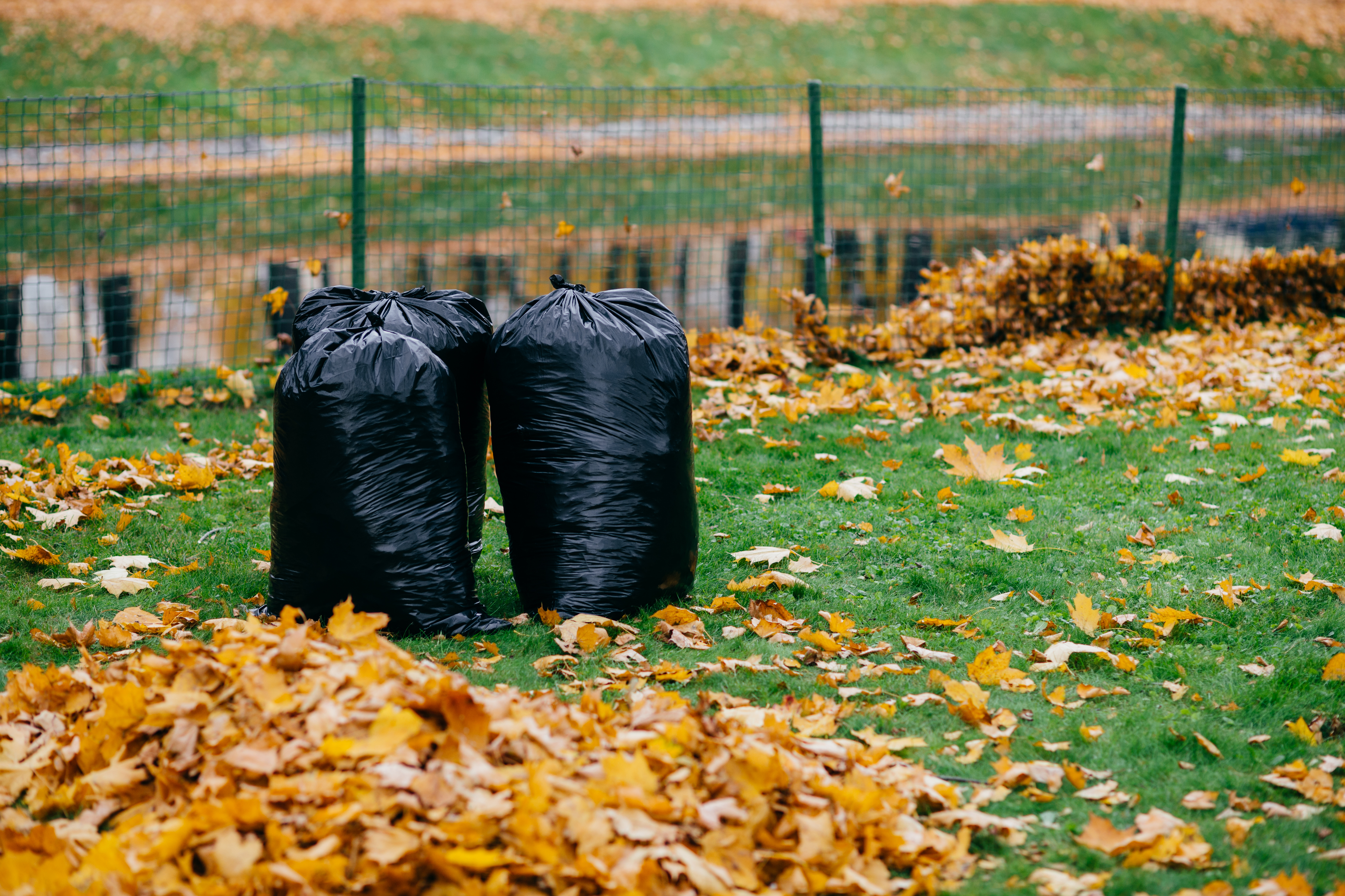 Photo of black trash bags stand in park, filled with autumn fallen leaves against fence background. Cleaning streets and garbage concept