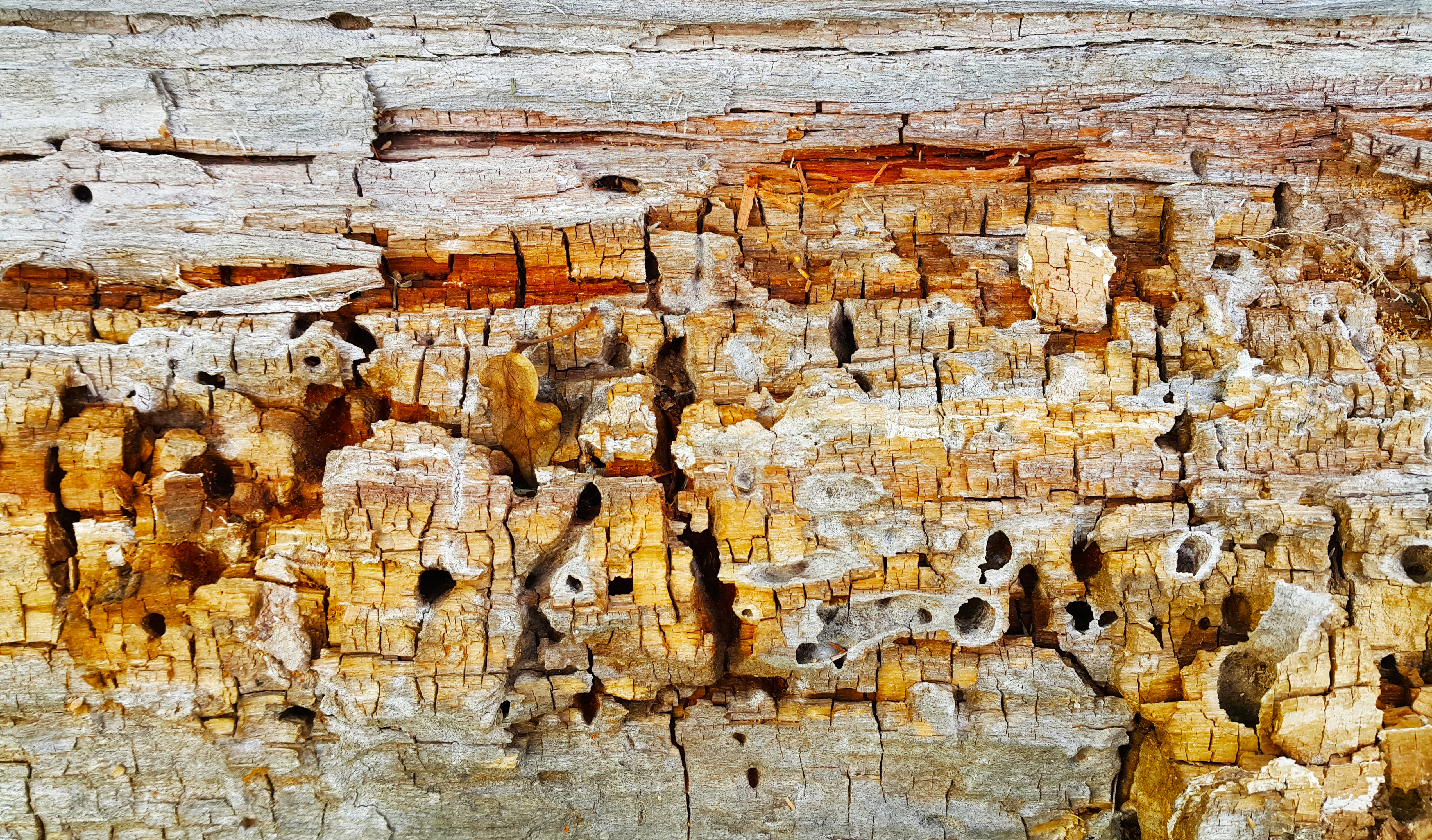 Texture of decaying wood trunk with cracks and holes
